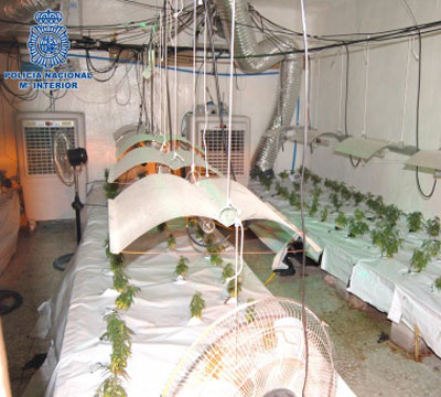 Noticia de Politica 24h: La Polica Nacional desmantela en Andjar un cultivo y laboratorio de secado con ms de 900 plantas de marihuana