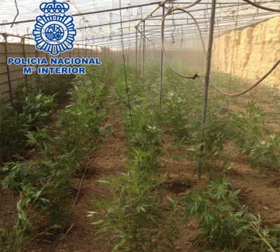 Noticia de Politica 24h: La Polica Nacional interviene 2.300 plantas de marihuana